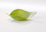 Fresh basil leaf — Stock Photo