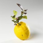 Lemon with twig and leaves — Stock Photo