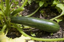 Zucchini wächst im Gemüsegarten — Stockfoto