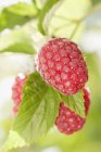 Close up of spered raspberries — стоковое фото
