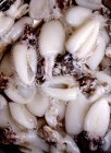 Vista superior de los calamares muertos en el agua - foto de stock