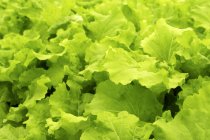 Frischer grüner Salat — Stockfoto