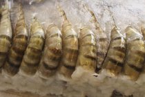 Заморожені raw тигрові креветки — стокове фото
