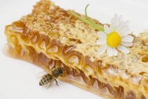Favo de mel, abelha e margarida — Fotografia de Stock