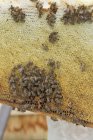 Пчелы на сотах на открытом воздухе — стоковое фото