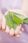 Woman holding bay leaves — Stock Photo