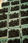 Organic Blackberries in boxes — Stock Photo