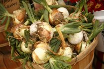 Organic Sugar Onions — Stock Photo