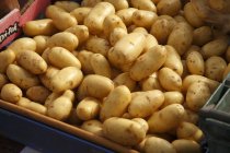 Patatas ecológicas frescas - foto de stock