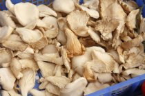 Устричные грибы на дисплее — стоковое фото