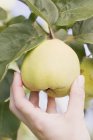 Female hand reaching for quince — Stock Photo