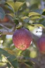 Pomme rouge mûre fraîche — Photo de stock