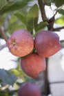 Fresh Ripe red apple — Stock Photo