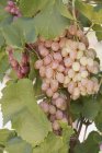 Rose wine grapes — Stock Photo