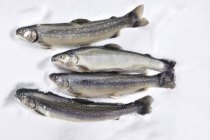 Pesci freschi di trota e salmerino — Foto stock