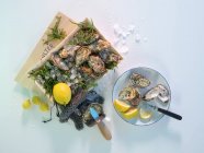 Sylt Austern mit Zitronen — Stockfoto