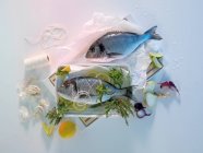 Свіжі морські бризи з інгредієнтами — стокове фото