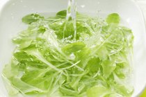 Green salad in water — Stock Photo