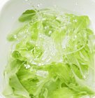 Salada verde em água sobre fundo branco — Fotografia de Stock