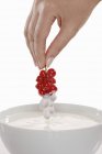 Grosellas rojas sumergidas a mano en yogur - foto de stock