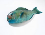 Pesce pappagallo fresco — Foto stock