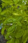 Frisches grünes Basilikum — Stockfoto