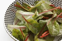 Baby chard leaves — Stock Photo