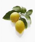 Fresh lemons with leaves — Stock Photo