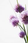 Primo piano vista di fiori di erba cipollina su sfondo bianco — Foto stock