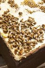 Vista de primer plano de las abejas en la cubierta de la colmena - foto de stock