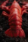 Whole Steamed Lobster — Stock Photo