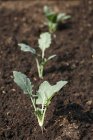 Kleine Kohlrabipflanzen in einem Gemüsebeet im Freien tagsüber — Stockfoto