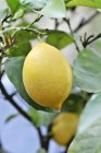 Свежие спелые лимоны на дереве — стоковое фото