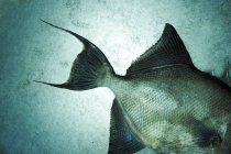 Triggerfish fresco inteiro — Fotografia de Stock
