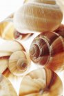 Vista close-up de conchas de caracol coloridas — Fotografia de Stock