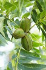 Closeup view of pecan nuts growing on the tree — Stock Photo