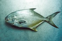 Ganze frische Pompano-Fische — Stockfoto
