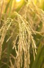 Granos de arroz en las plantas - foto de stock