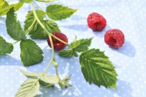 Raspberries with green branch — Stock Photo