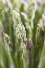 Green asparagus spears — Stock Photo