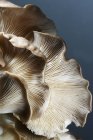 Cogumelo de ostra marrom — Fotografia de Stock