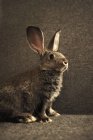 Vista recortada de un conejo vivo - foto de stock