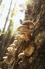Шиитакские грибы на дубе — стоковое фото