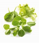 Germogli di pisello e foglie di lattuga — Foto stock
