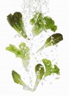 Зелені салату промивають — стокове фото