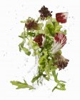Salatblätter gewaschen — Stockfoto