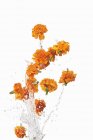 Nahaufnahme vom Waschen von Ringelblumen mit Wasser auf einer weißen Oberfläche — Stockfoto
