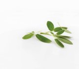 Fresh sage leaves — Stock Photo