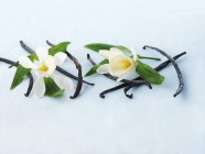 Ванильные стручки и цветы — стоковое фото
