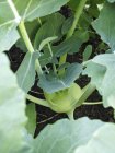 Kohlrabi in a vegetable patch outdoors during daytime — Stock Photo